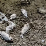 後勁溪爆大量死魚！清運量達5公噸 高市追查違規排水並啟動即時監測