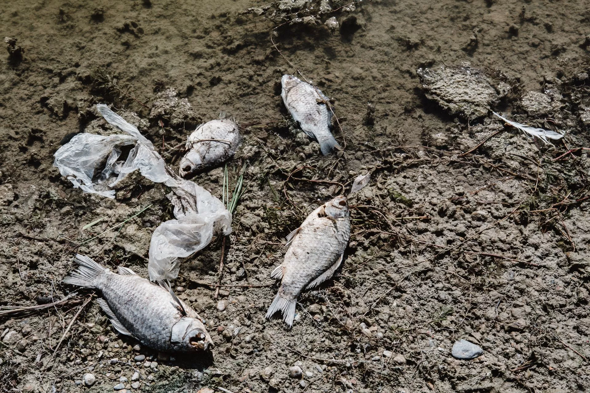 後勁溪爆大量死魚！清運量達5公噸 高市追查違規排水並啟動即時監測