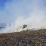菲摩塞耶野火24小時燒毀1.1萬公頃土地