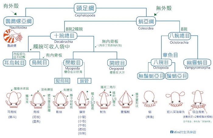 花枝、軟絲、透抽、魷魚及章魚等頭足類生物，除在生長環境與結構有所不同，更具有隨情緒改變體色、使用腕足運動與攝食等特性（Mini的生活練習提供）