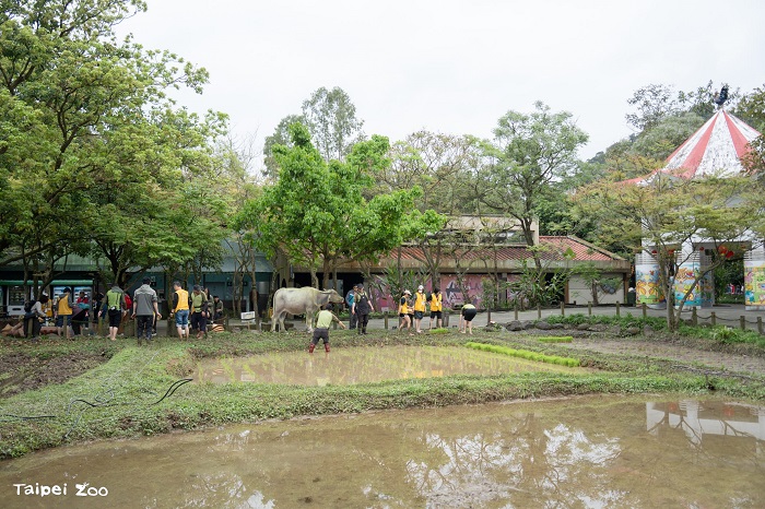 小農夫們還需要定期回到園區農田巡田，協助除草、施肥並觀察水稻的生長情況。（圖/臺北市立動物園提供）