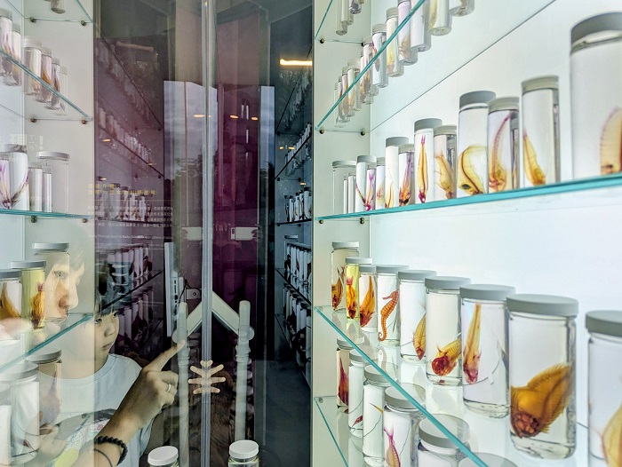 生態時代館「生命之礁」主題特展，展出魚類標本，呈現魚骨樣貌（圖片來源：中央研究院）