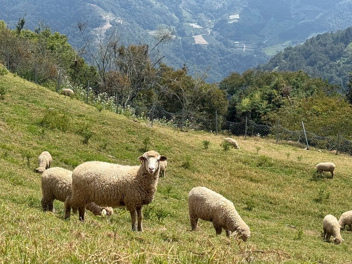 串聯牧場、騎馬及住宿等內容,提供民眾國慶假期多元高山旅遊選擇。(清境農場提供)